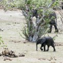 BWA NW Chobe 2016DEC04 NP 078 : 2016, 2016 - African Adventures, Africa, Botswana, Chobe National Park, Date, December, Month, Northwest, Places, Southern, Trips, Year